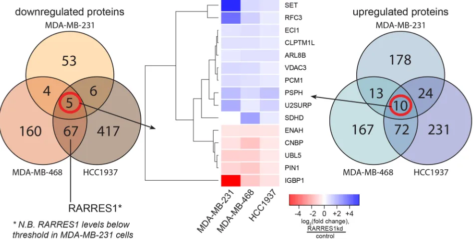 Figure 4: RARRES1 regulates hundreds of proteins corresponding to diverse cellular processes