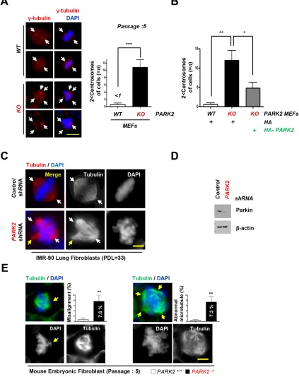 Figure 3: Deletion of PARK2 induced chromosome instability. A. PARK2 deficiency results in centrosome amplification in MEFs at passage 5