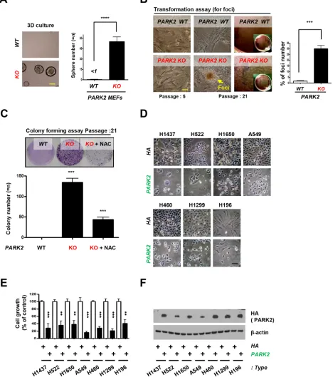 Figure 4: PARK2 loss leads to tumor initiation and overexpression of PARK2images indicate the sphere cells
