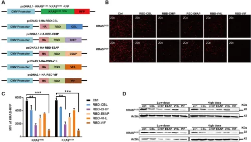 Figure 1: Different chimeric proteins significantly inhibit the expression of mutant KRASG12D or KRASG12V