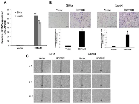 Figure 3: HOTAIR overexpression promotes cell invasion and migration. A. Overexpression of HOTAIR in SiHa and CasKi cells, analysed using qRT-PCR