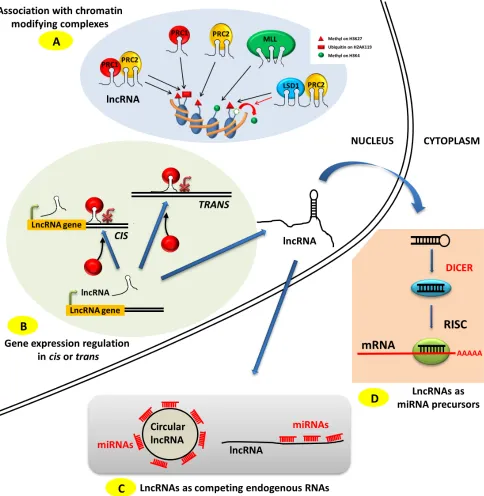 figure 1: Modes of action of lncrnAs. A. LncRNAs can associate with various chromatin-modifying complexes such as PRC1, PRC2 and MLL and guide them to specific chromosome locations