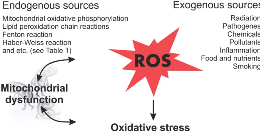 Figure 4: schematic diagram illustrating the harmful effects of rOs on the cellular processes and subsequent outcomes.