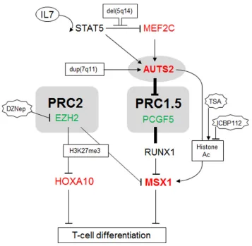 Figure 6: Gene regulatory network comprising AUTS2 and MSX1. This figure summarizes the results obtained in this study