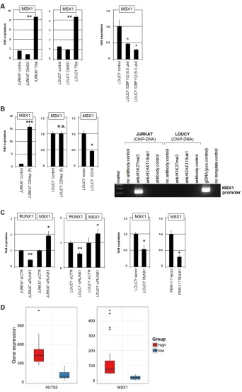 Figure 5: PRC1, PRC2 and RUNX1 regulate MSX1. (A) RQ-PCR analysis of MSX1 in JURKAT and LOUCY after treatment with HDAC-inhibitor TSA resulted in enhanced expression levels (left)