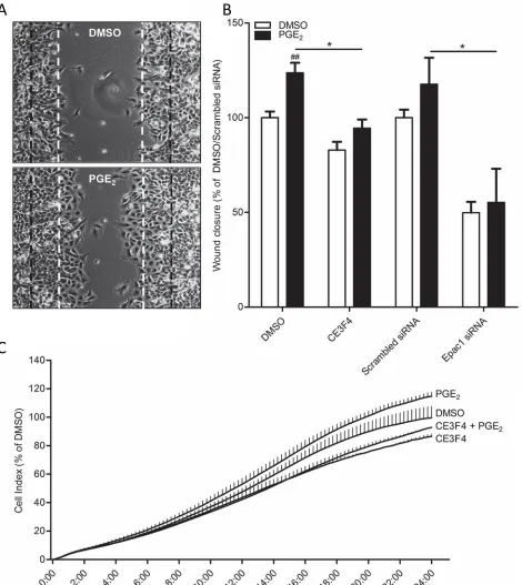 Figure 5: Role of Epac1 in PGE2-induced cell migration of A549 cells. A. Representative images of a wound healing assay 24 hours post scratch