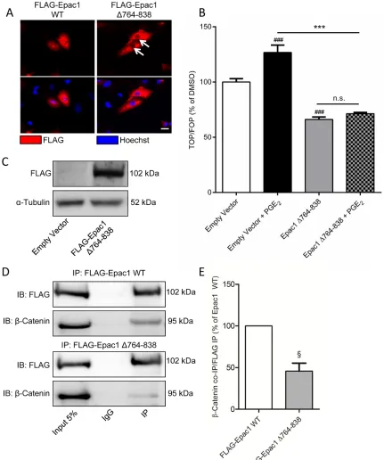 Figure 6: Expression of a mutant Epac1 with a deletion of the 764-838 domain has aberrant localization and prevents PGE2-induced β-catenin transcriptional activity in A549 cells