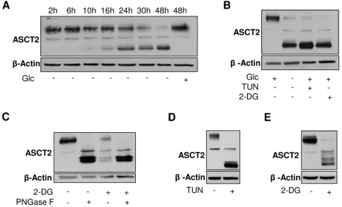 Figure 2: Glycosylation of ASCT2 is dependent on glucose availability. Representative immunoblots from HL-60 leukemia cell extracts depicting A