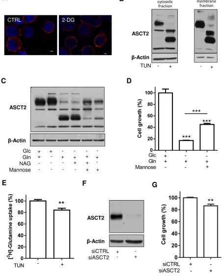 Figure 3: Inhibition of ASCT2 glycosylation and expression limitedly influences HL-60 leukemia cell growth
