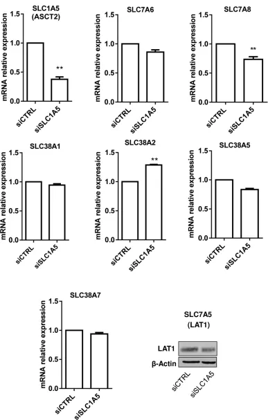 Figure 4: Silencing SLC1A5/ASCT2 marginally influences the expression of other glutamine transporters in HL-60 leukemia cells