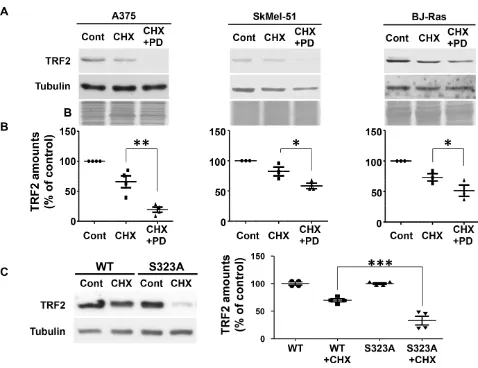 Figure 4: TRF2 half-life is dependent on TRF2 phosphorylation of S323 by ERK1/2. loading controls and expressed relative to the control conditions (results are expressed as mean ± SD)