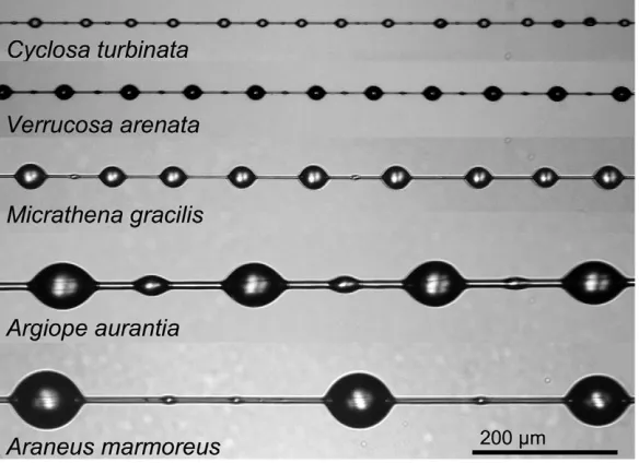 Fig. 2. Capture threads from the web of M. gracilis female