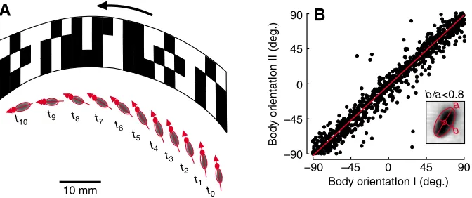 Fig. 2. Side-slip manoeuvre of Drosophila and body orientation. (A) Sequence of video images showinga side-slip manoeuvre of a flying fruit fly in front of the rotating pattern