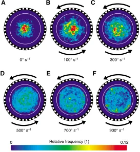 Fig. 3. Mean position probability of freely flying fruit flies at various