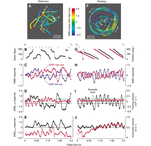 Fig. 7. Gaze and response of a rotation-sensitive elementary motion detector (EMD) system for two single flies flying in a stationary random-dot environment(A–E) and under optomotor stimulation due to the rotating arena (500° s–1 counter-clockwise rotation