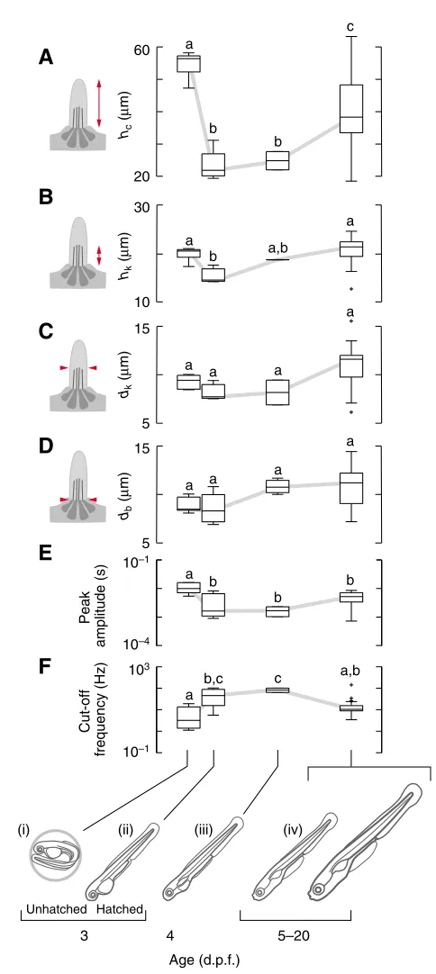 Fig. 8. Differences in cupular morphology and frequency response for