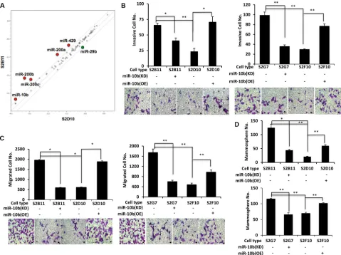 Figure 6: miR-10b is a key regulator for of migration and invasion capacity in aggressive CD49f+cell derived clones