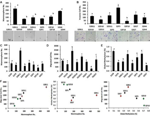 Figure 2: Different mammosphere formation ability and DNA methylation in CD49f+clones