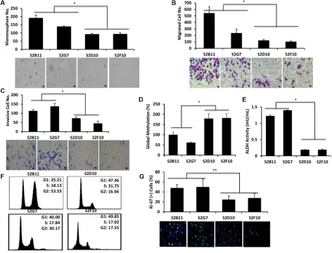 Figure 3: CD49f+assays were performed using 2 most aggressive (S2B11 and S2G7) and 2 less aggressive (S2D10 and S2F10) clones that were derived from CD49fcompared to less aggressive clones