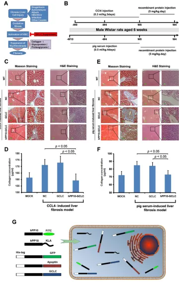 Figure 8: Anti-liver fibrosis effect of hPP10 conjugated with GCLC. (fibrosis therapy