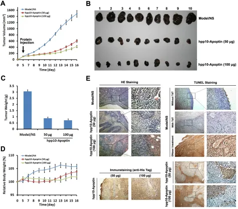 Figure 6: Tumor growth inhibition of hPP10-mediated Apoptin in B16 melanoma cell bearing mice in vivo