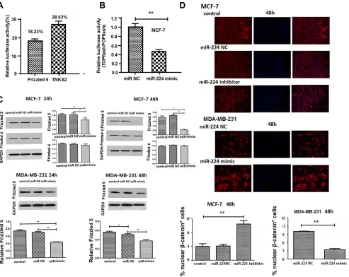 Figure 2: miR-224 reduces Frizzled 5 expression and inhibits the Wnt/β-catenin signaling in breast cancer cells