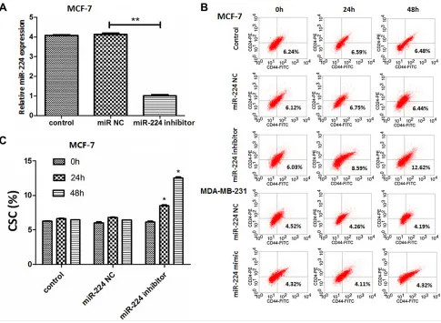 Figure 3: miR-224 inhibition increases the percentages of CD44+CD24− CSCs in MCF-7 cells