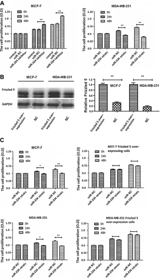 Figure 4: miR-224 inhibits proliferation of breast cancer cells. MCF-7 and MDA-MB-231 cells were transfected with, or without, miR-224NC, miR-224inhibitor, or miR-224mimic for 24 or 48 h, respectively