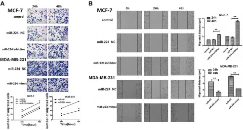 Figure 5: miR-224 inhibits the migration and wound healing of breast cancer cells. MCF-7 and MDA-MB-231 cells were transfected with, or without, miR-224NC, miR-224inhibitor, or miR-224mimic, respectively