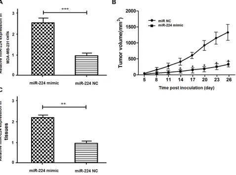 Figure 6: miR-224 inhibits the growth of implanted breast tumors in vivo. MDA-MB-231 cells were induced for stable expression of miR-224mimic or control miR-224NC and the relative levels of miR-224 expression in the miR-224 stably over-expressing MDA-231/m