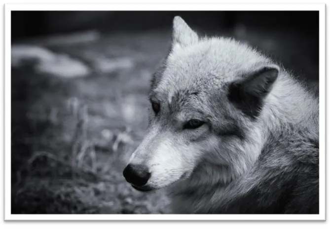 Figure 1: Canis lupus (Nomadic Lass, 2011) 