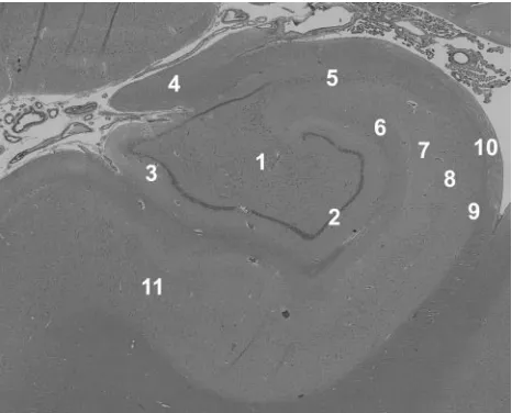 Fig 1. Histology demonstrates the laminar anatomy of the human hippocampus. Thissection was taken adjacent to one of the autopsy samples imaged in this study—noevidence of pathology was seen in any of the tissue samples