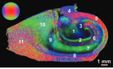 Fig 6. Comparison of MD (�10�4 mm2/s) (A) and FA (no units) (B) for the different regions of the hippocampus (Mean � standard error of the mean, 5 hippocampi)