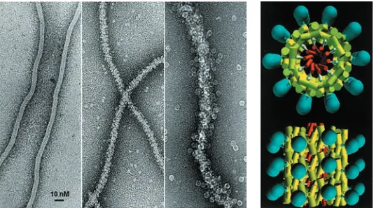 Figure 3.12. Left: Electron micrographs of biotinlylated M13, streptavidin-coated M13, and the ﬁnal ferritin-coated structure