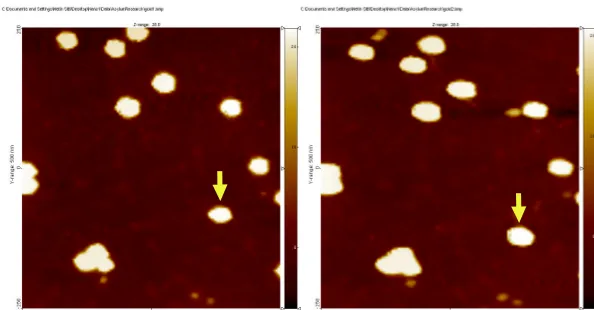 Figure 4 Using an AFM probe to push a 28 nm diameter gold nano-particle deposited on mica using poly-L-lysine (image scan size: 500 nm x 500 nm) [7] 