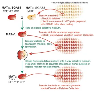 Figure 2. Strain modification protocol and generation of haploid reporter collection. 
