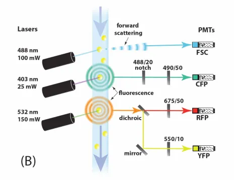 Figure 3.  High throughput genetic screen for mutants in signal variation η2(P), signal strength P,  or system output O