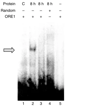 Fig. 2.  time course of nuclear recruitment of a putative osmoticshow representative gels from 4–6 replicates