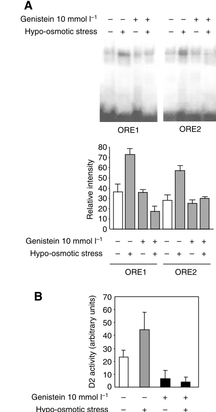 Fig. 6. (A) Genistein in vitroOREBP. The drug prevents both the translocation of OREBP and theassociated increase in D2 activity