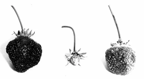 Fig.  19.  Strawberries  of  the  same  age:  (left),  control ,  (m i ddle),  s tr awbe r1:· y  which  had  all  its  a c henes  removed  and  replaced  with  lano lin