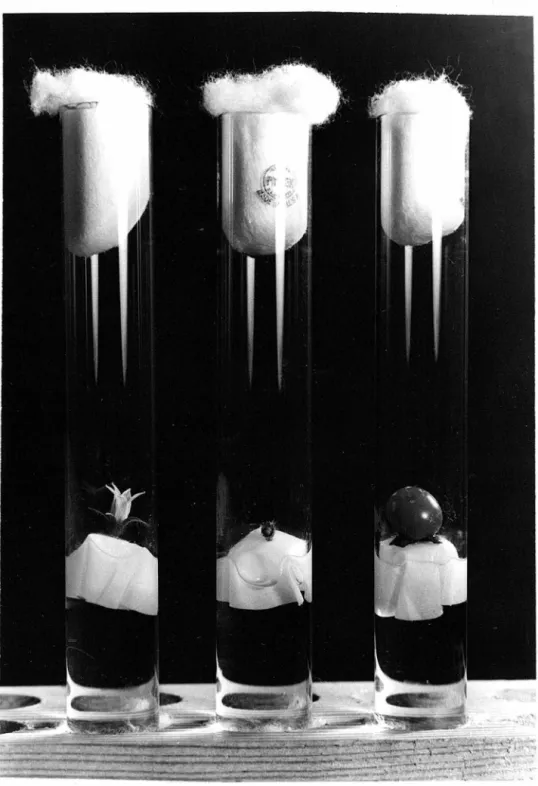 Fig.  25 .  A  typical  aspect  of  fruit  culture.  Left:  a  pollinated toma t o  flower