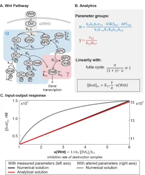 Figure 2.2: Mathematical analysis reveals linear signal transmission in the Wntpathway.pathway