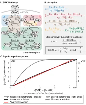 Figure 2.3: Mathematical analysis reveals linear signal transmission in the ERKpathway