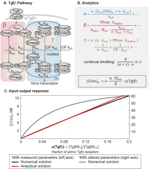 Figure 2.4: Mathematical analysis reveals linear signal transmission in the Tgf-βinput functionpathway
