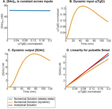 Figure S2.3: Model simulations for the Tgfβ(D)active Tgfof receptor desensitization [45].considered here, justifying its inclusion into parameter groupmerical simulation of pulsatile response in the Tgf pathway