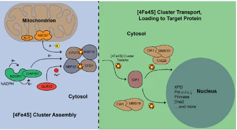 Figure 1.2.  [4Fe4S] cluster biogenesis and loading into client prokaryotic (above) and eukaryotic  (below)  proteins