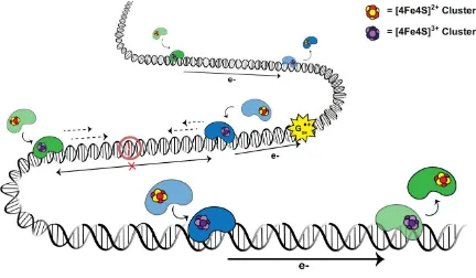 Figure 1.7. A model for DNA-mediated redox signaling between repair proteins. Enzymes with the cluster in the native [4Fe4S]2+ first bind DNA, causing the cluster to become activated toward oxidation