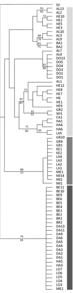 Fig. 2. Grey squirrel phylogenetic tree showing groupings of individuals from North and South Cumbria with Lancashire in clade 2, and a grouping of North Cumbria, North East England and Scotland in 