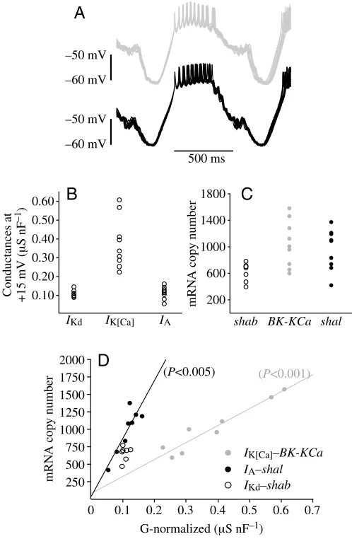 Fig.·dependent processes in order to maintain consistent functional output.Figure adapted from Schulz et al