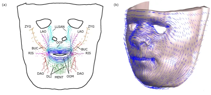 Figure 24.4: (a) Orofacial muscles including element muscle ﬁbres; (b) relaxed skin tension line direction assigned